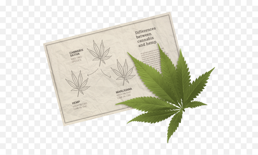 Hemp Versus Cannabis - Fern Png,Marijuana Plant Png
