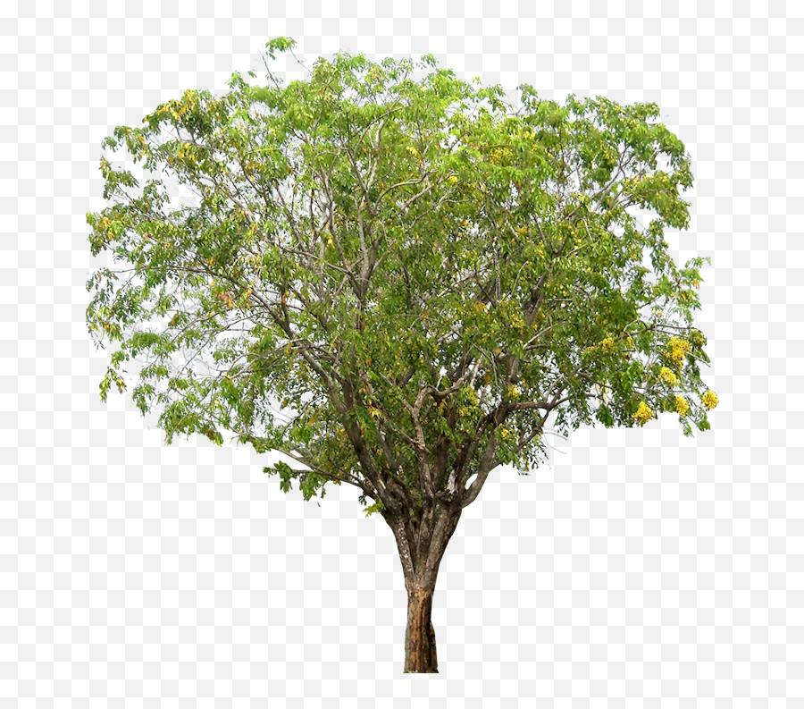 Tropical Plant Pictures Pterocarpus Indicus Png Rosewood - Tamarind Tree Images Png,Tropical Tree Png