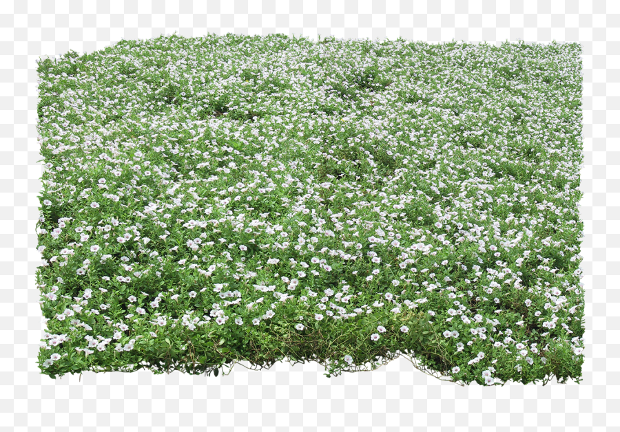Photoshop Photo Tips - Groundcover Png,Grass Texture Png