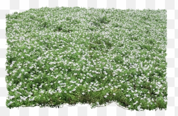 Photoshop Tips - Groundcover Png