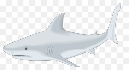 Free Free 123 Free Shark Jaws Svg SVG PNG EPS DXF File