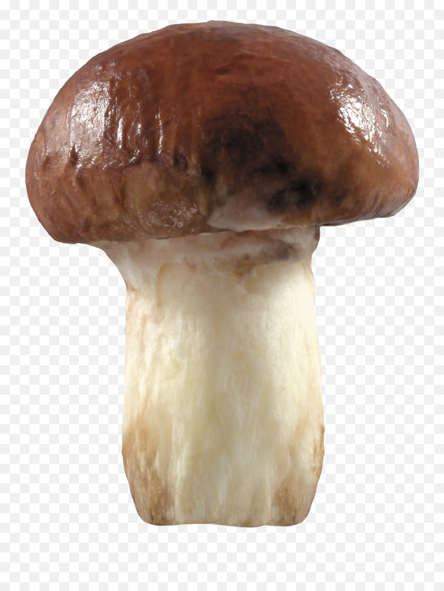 Mushroom Png Image - Big Mushroom Png,Mushroom Png