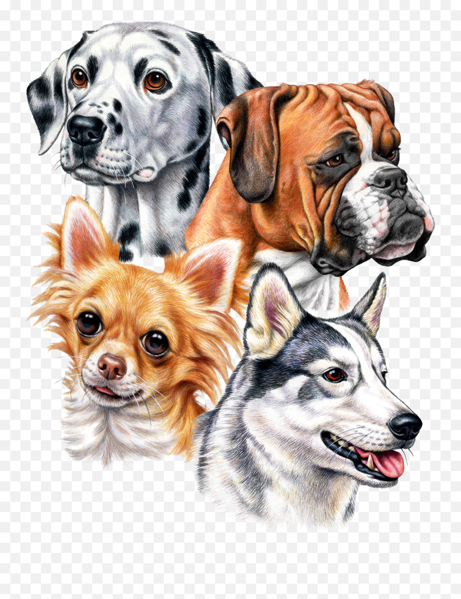 Great Dane Graphics Offers New Dog Designs - March 30 2020 Great Dane Graphics Png,Great Dane Png