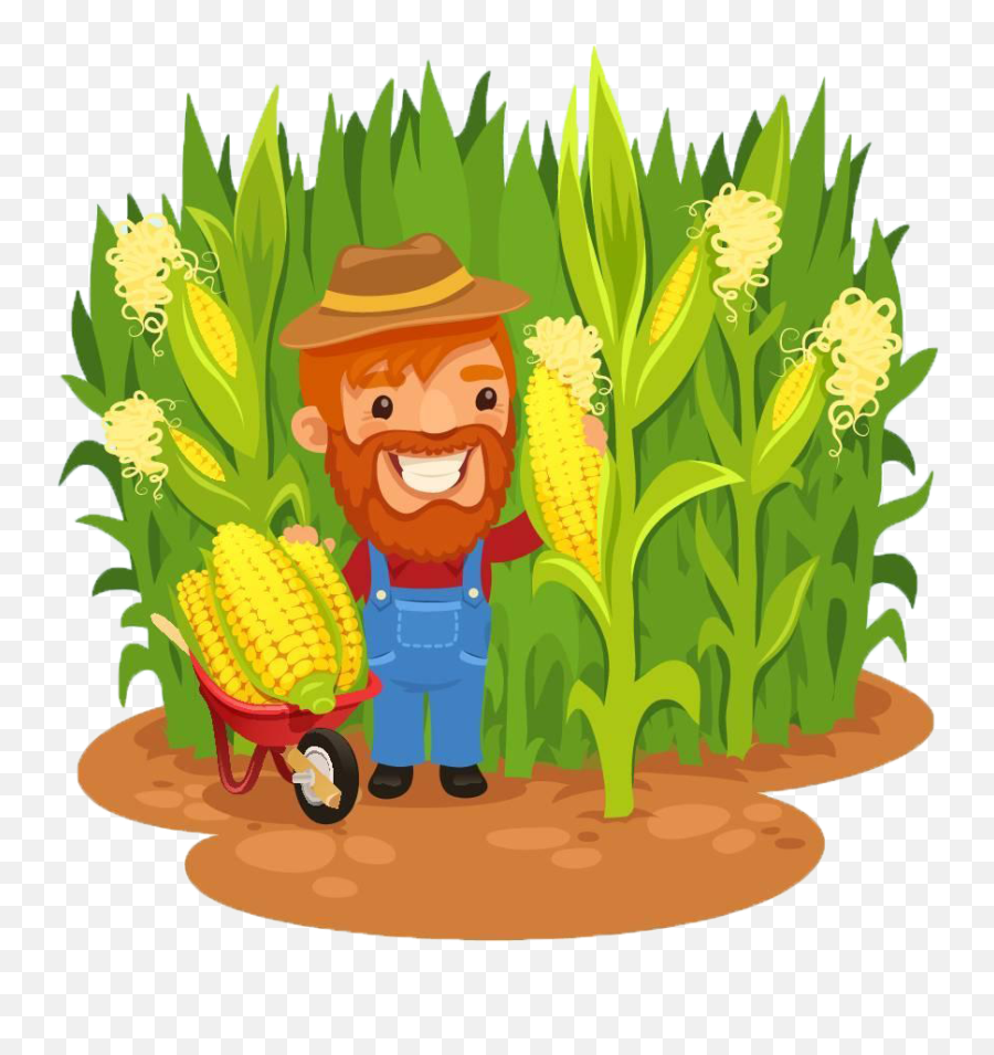 Maize Farmer Field Clip - Cartoon Corn Field Png,Corn Field Png