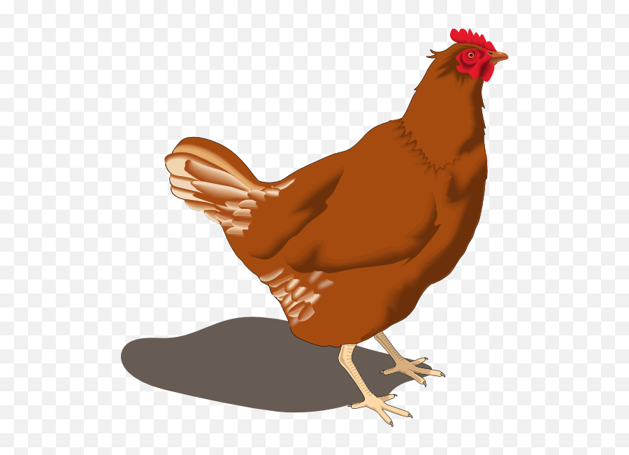 Download Hd Rooster Clipart Hen - Hen Clipart Png,Hen Png
