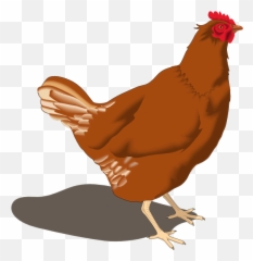 Download Hd Rooster Clipart Hen - Hen Clipart Png,Hen Png