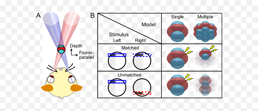 Binocular Rfs Are Inherently 3d - Receptive Fields Of Single Neurones In The Striate Cortex Png,Triggered Eyes Png