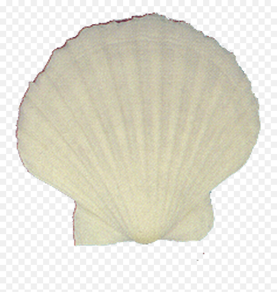 White Irish Scallop Seashells - Cockle Png,Seashell Transparent