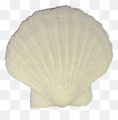 White Irish Scallop Seashells - Cockle Png,Seashell Transparent