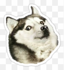Husky Doge - Stickers Tumblr Husky Png,Husky Transparent