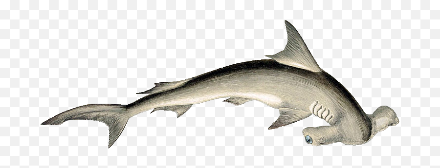 800px - Hammerhead Shark Drawing Png,Hammerhead Shark Png