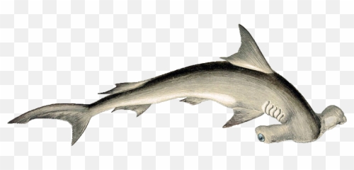 800px - Hammerhead Shark Drawing Png,Hammerhead Shark Png