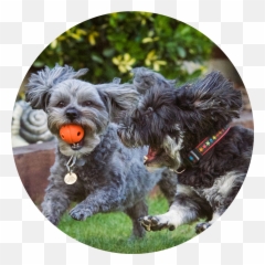 Dog Running Harold Hill Wood Gidea Park Hornchurch - Vulnerable Native Breeds Png,Dog Running Png