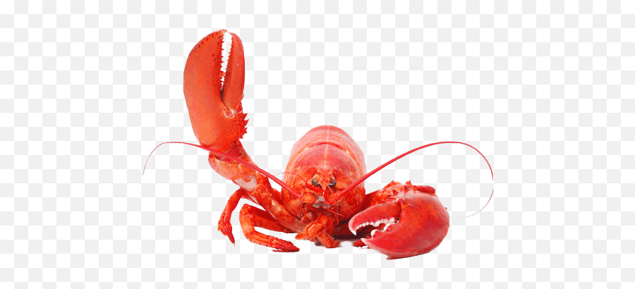 Lobster Png - Lobster Png,Lobster Png