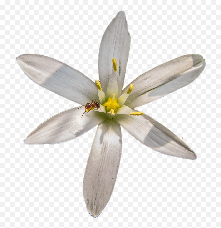Library Of Png Black And White Star Bethlehem - Flower Star Of Bethlehem Png,Star Of Bethlehem Png