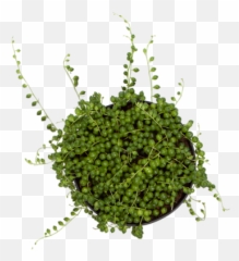 Buy String Of Pearls - Food png