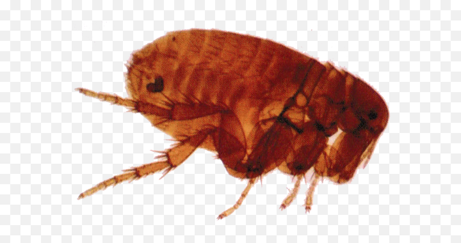 Flea Transparent Background - Transparent Flea Png,Flea Png