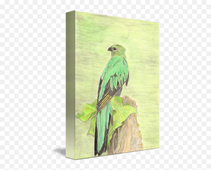 Quetzal By Tina Palermo - High School Colored Pencil Bird Drawings Png,Quetzal Png