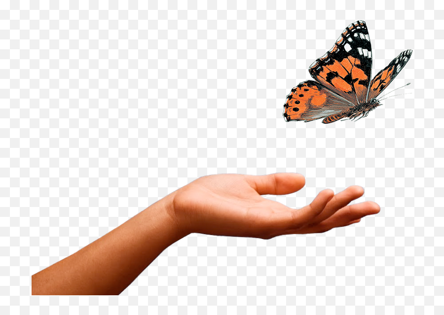 Butterflies Caterpillars Insects U0026 More Home Insect Lore - Small Tortoiseshell Png,Monarch Butterfly Icon