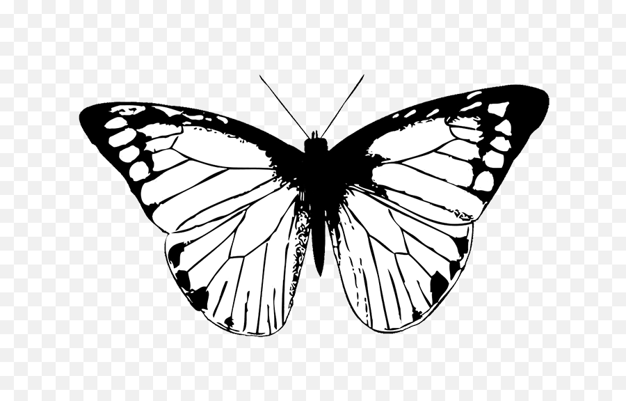 Butterfly Black And White - Black And White Transparent Black And White Drawing Of A Butterfly Png,Butterfly Transparent