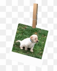 Littleacre Labradors Breeder Marshall Va - Picture Frame png