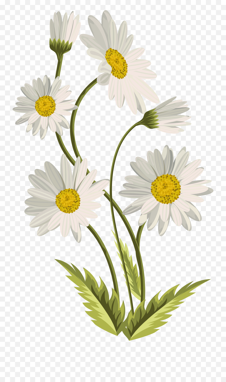 Daisies Transparent Png Clip Art Image Gallery Flower Clipart Background