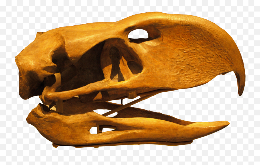 Skull - Phorusrhacos Skull Png,Dinosaur Skull Png