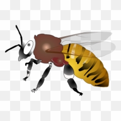 Wasps Cleankill Pest Control - Wasp In The Philippines Png,Wasp Png