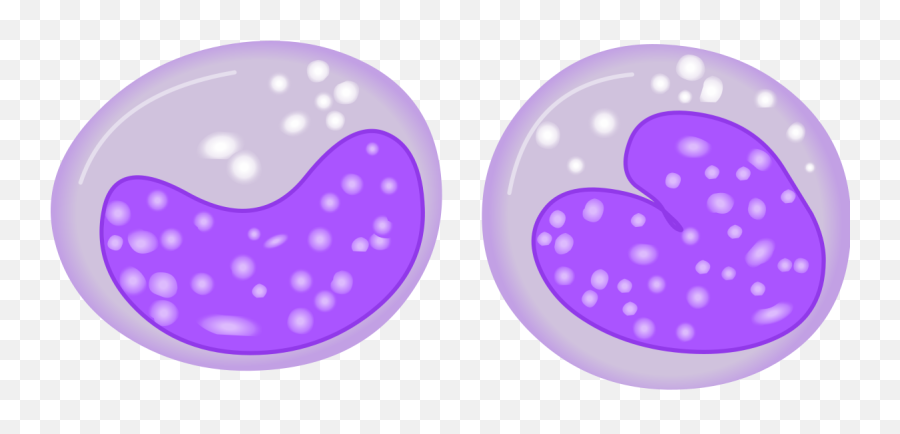 Filemonocytesvg - Wikipedia Monocyte Png,Blood Cell Icon