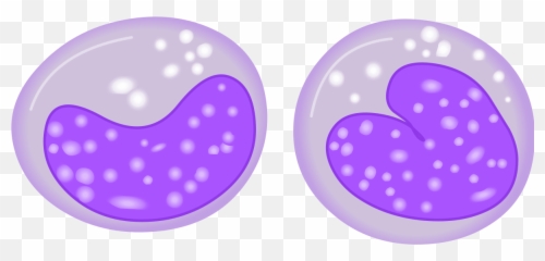 Filemonocytesvg - Wikipedia Png