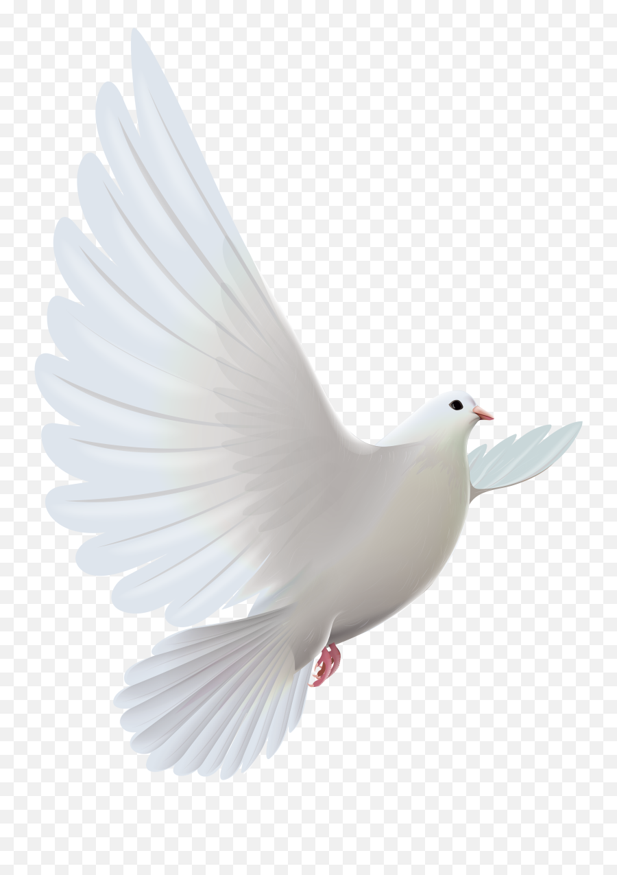 Prayer White Dove Bird Hq Png - Transparent White Dove Png,Transparent Png Images Download
