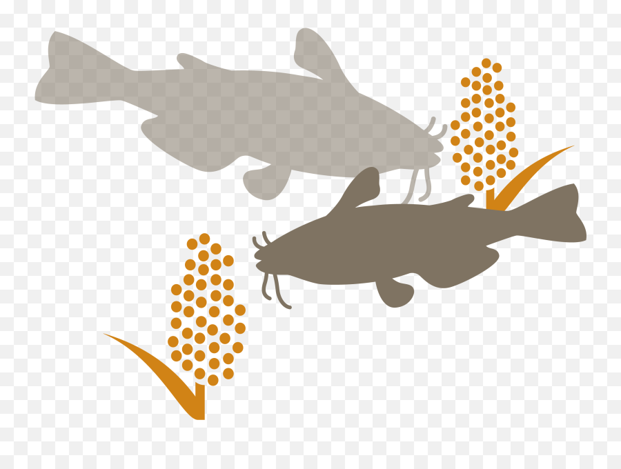 Download Catfish - Transparent Aquaculture Png,Catfish Png