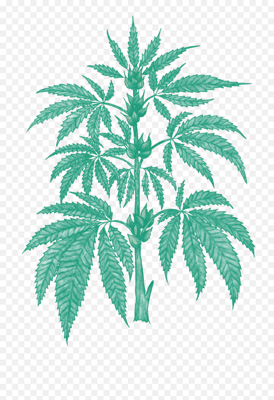 Terpene Profiles U2014 Latitude Live Explore Expand Png Cannabis Leaf