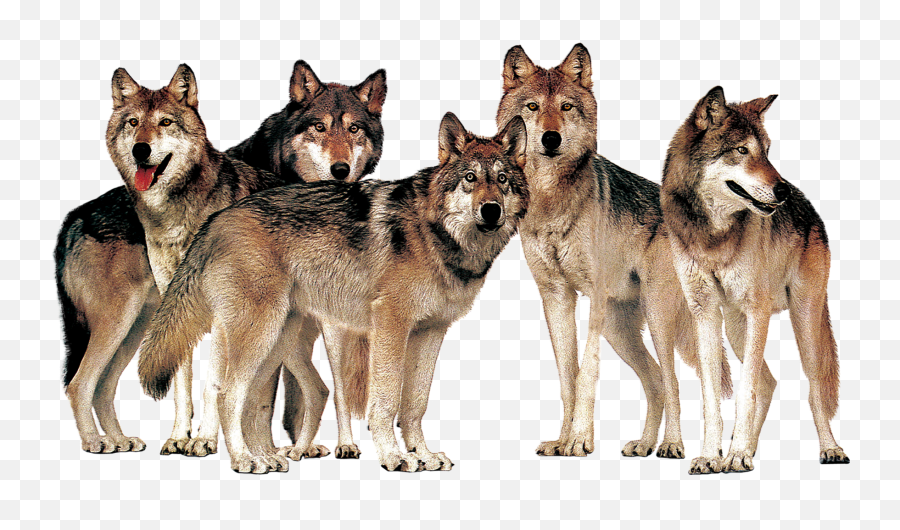 Pictures Of Wolves In The Wild - Wolf Pack Transparent Background Png,Wolf Transparent