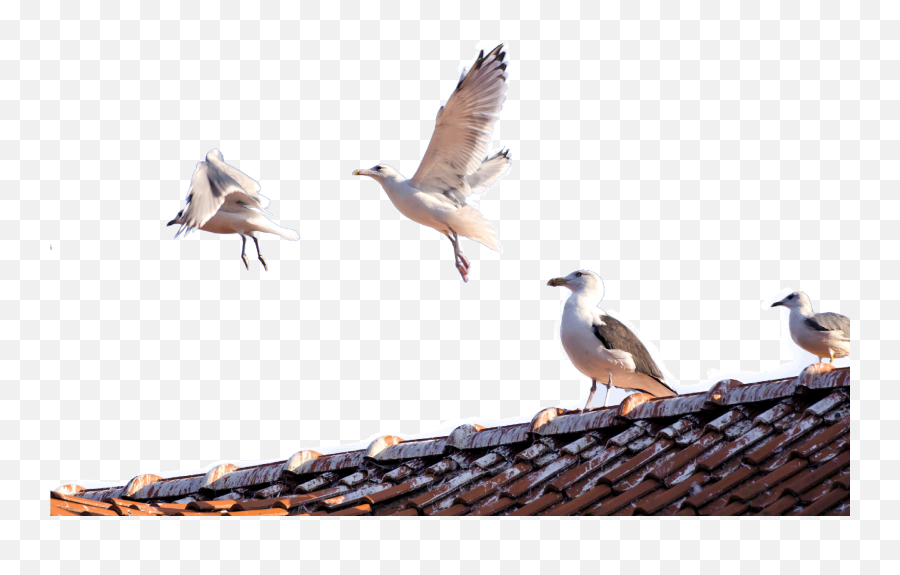 Download Hd 21 Dec Jl Pest Control Brighton Seagulls - Bird European Herring Gull Png,Seagulls Png