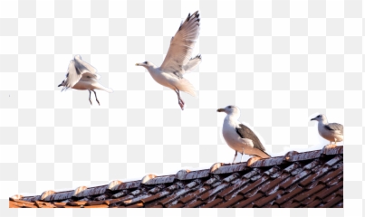 Download Hd 21 Dec Jl Pest Control Brighton Seagulls - Bird European Herring Gull Png,Seagulls Png