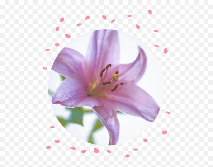 Funeral Flowers Types Of To Express Your Sympathy - Pink Flowers Lillies Philippines Png,Lily Flower Png
