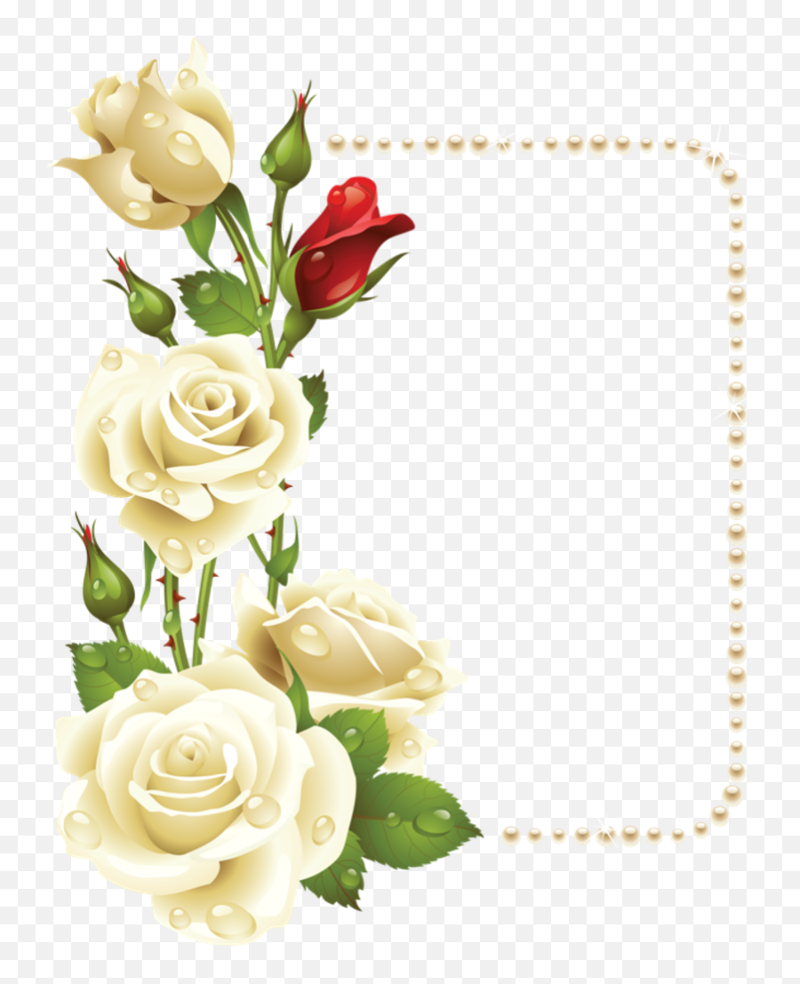 Floral Border Design - White Roses Border Png,White Border Transparent Background