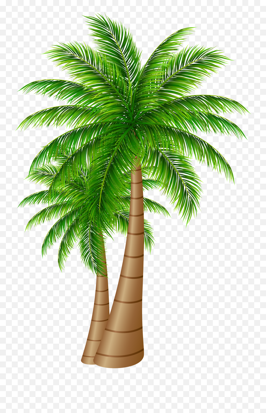 Library Of Date Palm Tree Png - Transparent Background Palm Tree Png,Dates Png