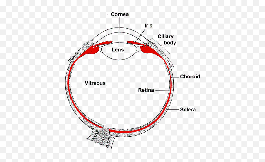 Photobiology Of The Uveal Tract - Uveal Tract Png,Triggered Eyes Png