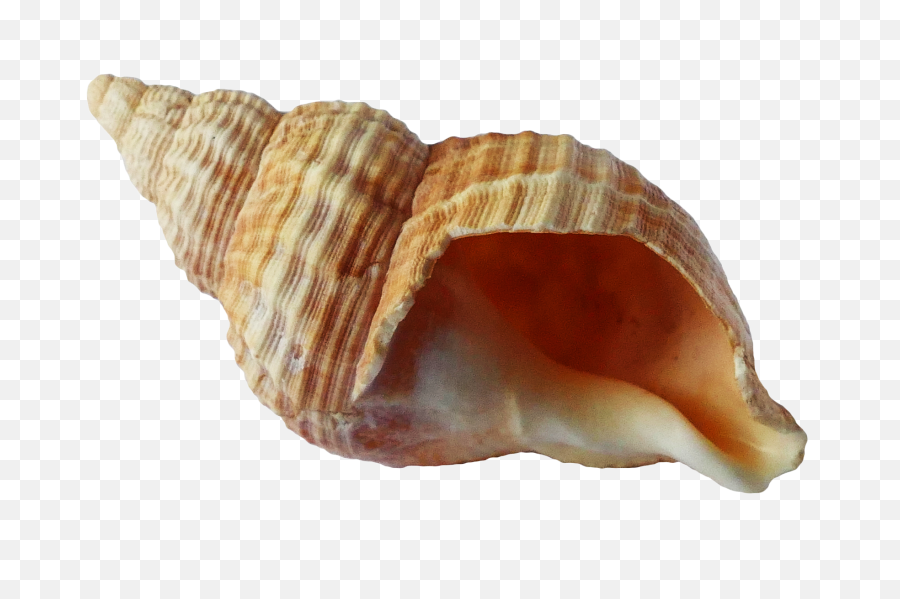 Free Transparent Seashells Download - Transparent Background Png Seashell,Seashell Transparent