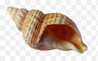 Free Transparent Seashells Download - Transparent Background Png Seashell,Seashell Transparent