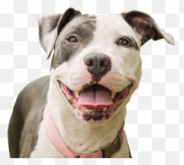 Fayette Regional Humane - Happy Pitbull Png,Pitbull Png