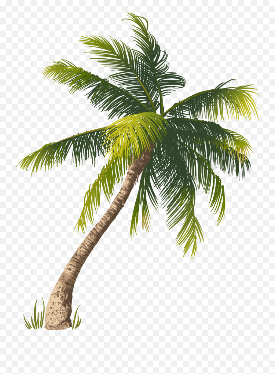 Beach Coconut Tree Png - Beach Coconut Tree Png,Coconut Tree Png