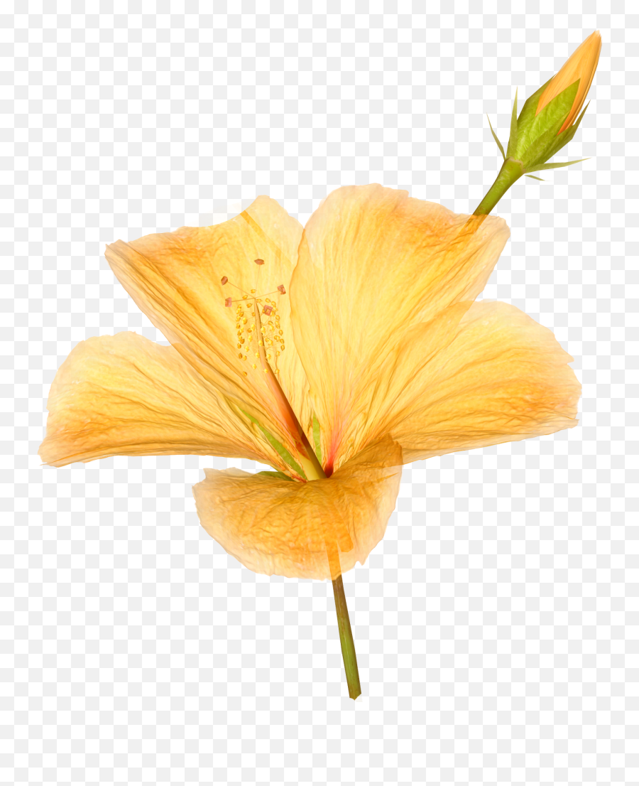 Hibiscus Flower Png