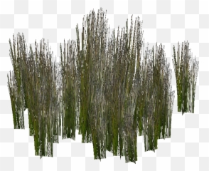 Download Free Png Swamp Images - Swamp Plants Png,Swamp Png