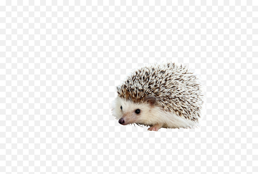 Cute Hedgehog Transparent Png Image - Hedgehog Wallpaper For Android,Hedgehog Transparent