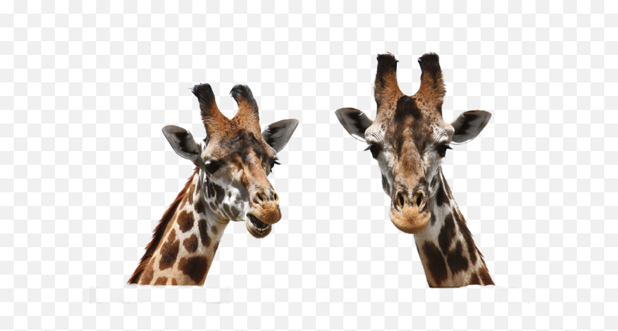 Giraffe Png Photos