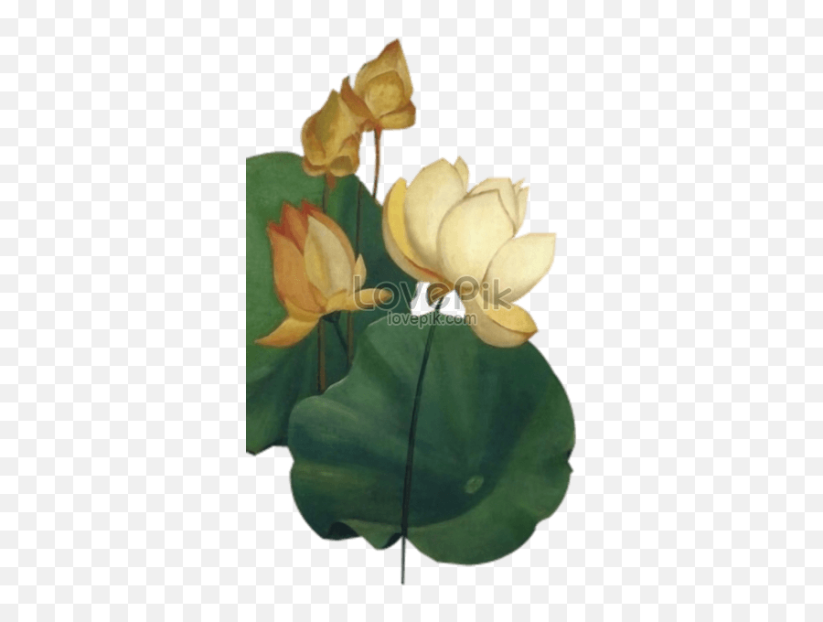 Chinese Lotus Flower Graphics - Nymphaea Nelumbo Png,Lotus Flower Transparent Background