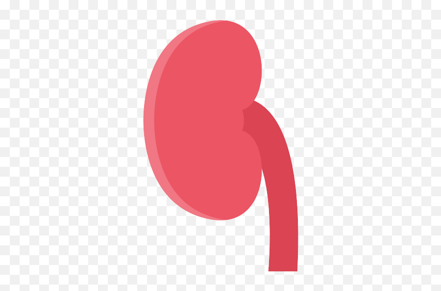 Kidney Png Icon - Vertical,Kidney Png